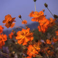 Cosmos Sulphureus 'Crest Orange' Flower Seeds - Bright Orange Bloom, Pollinator Attracting, Easy to Grow, Drought Tolerant