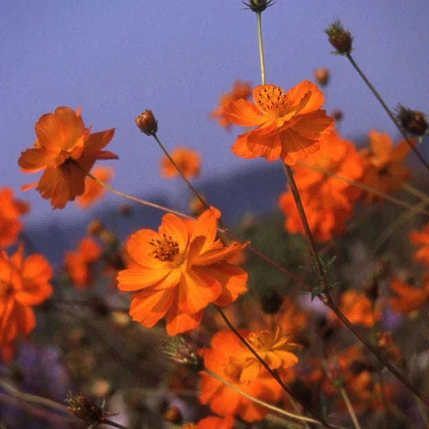 Cosmos Sulphureus 'Crest Orange' Flower Seeds - Bright Orange Bloom, Pollinator Attracting, Easy to Grow, Drought Tolerant