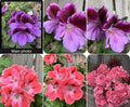 Rare Geranium Plants in 3-Inch Pots | Pelargonium spp. | Unique Garden & Indoor Varieties