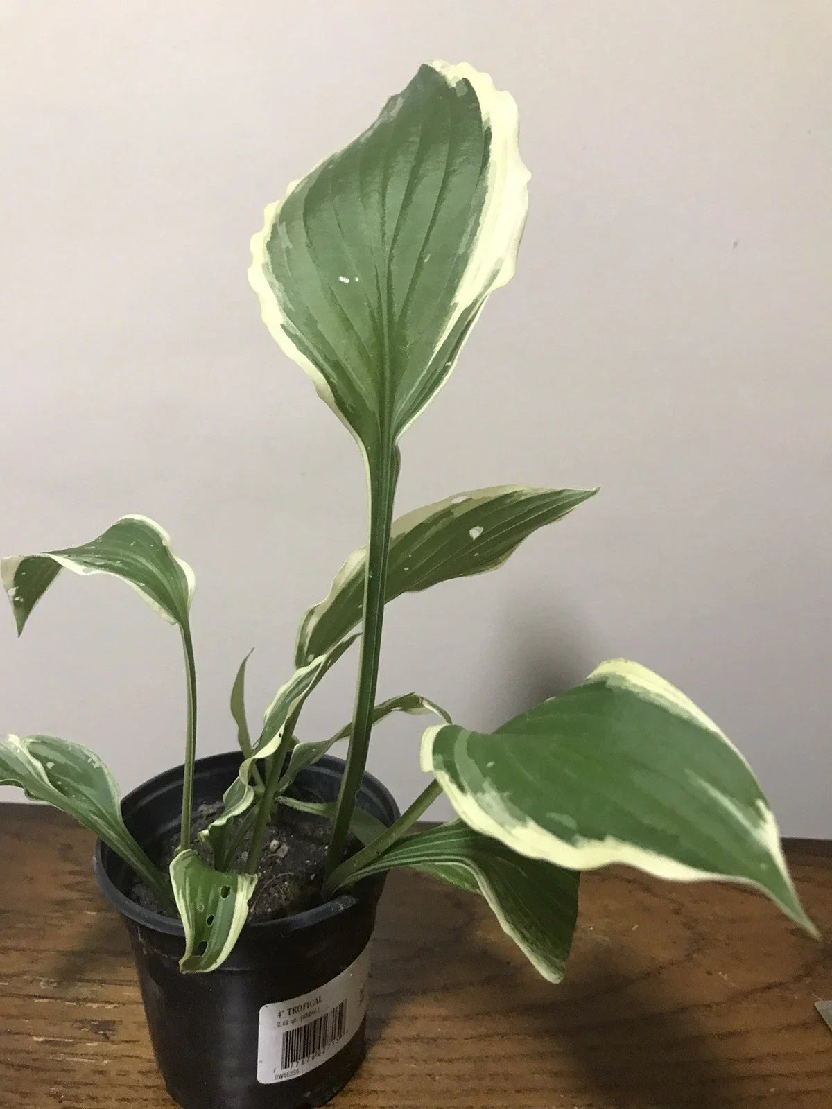 Hostas Starter Plants in 4" Pot – Well-Rooted Live Perennial for Shade Gardens, Borders & Containers