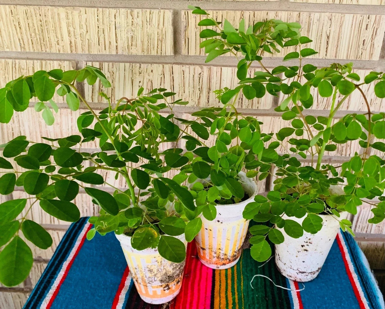 Moringa Oleifera Plant – 2 Potted Edible Leaf Trees – Organic Superfood, Fast-Growing, Indoor & Outdoor Gardening