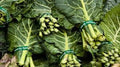 Premium Organic Georgia Southern Collard Greens Seeds - Heirloom Brassica oleracea var. viridis, Non-GMO, High Yield, Cool-Season Gardening