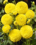 Dahlia Ball Tubers 3 Large Golden Torch Dahlia pinnata Bright Yellow Flowers for Garden Planting