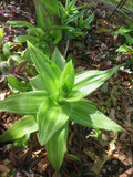 Variegated Callisia fragrans Basket Plant with 2 Pups – Indoor Houseplant for Home Decor, Trailing Perennial, Easy Care
