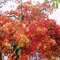 Red Shower Tree Seeds - 10 Pre-Stratified Cassia marginata Tropical Flowering Tree for Garden Landscape