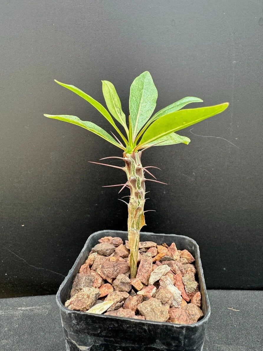 Ocotillo Plant in 2" Pot - Rare Succulent Fouquieria macdougalii