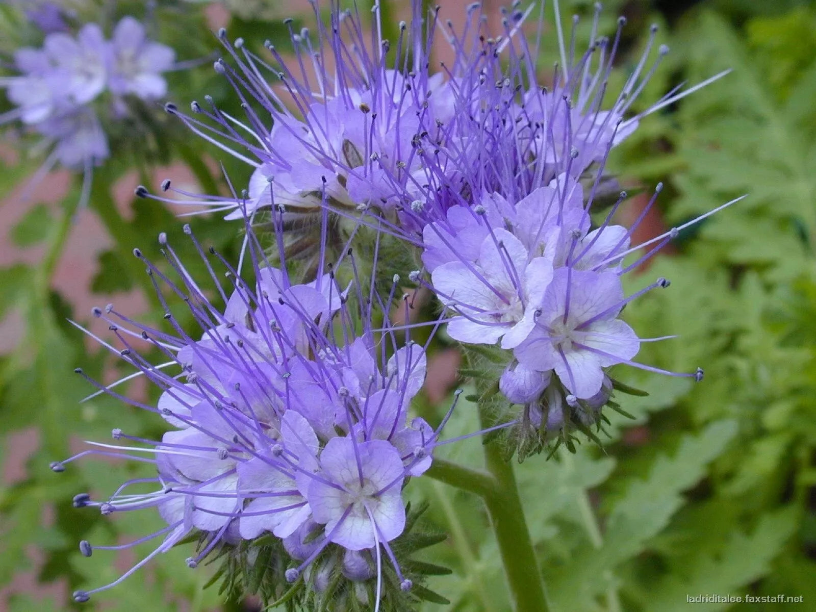 Lacy Phacelia Seeds | 1700+ Purple Edible Flower Seeds | Phacelia tanacetifolia Annual Plant