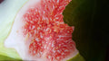 Fig Tree Seeds - Brown Turkey Variety - Ficus carica - Lush Foliage & Sweet Figs - Garden & Container Growing