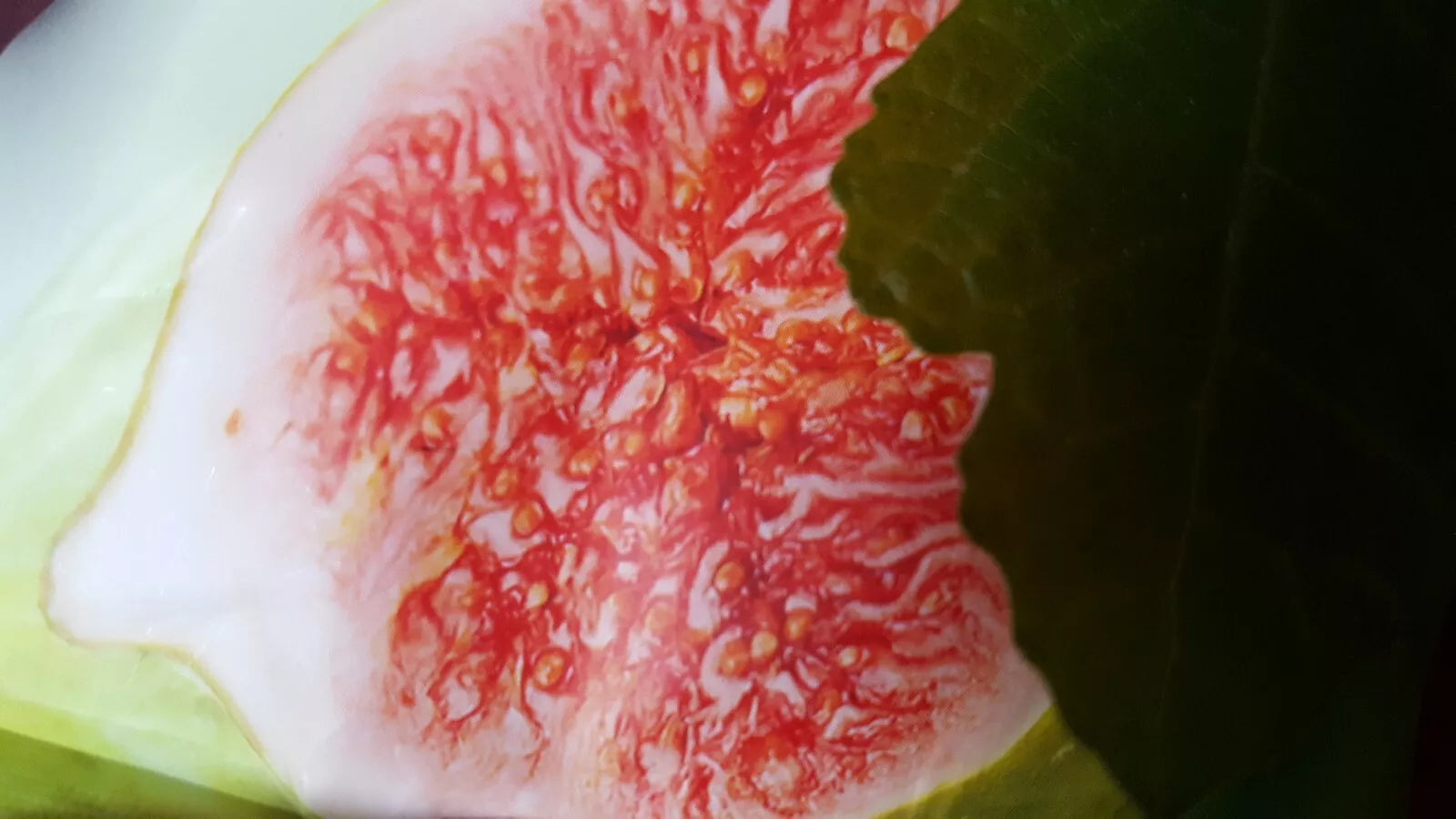 Fig Tree Seeds - Brown Turkey Variety - Ficus carica - Lush Foliage & Sweet Figs - Garden & Container Growing