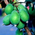 Pineapple Guava Tree Seeds - 20 Pack - Tropical Fruit Plant - Feijoa sellowiana - Evergreen Shrub or Small Tree