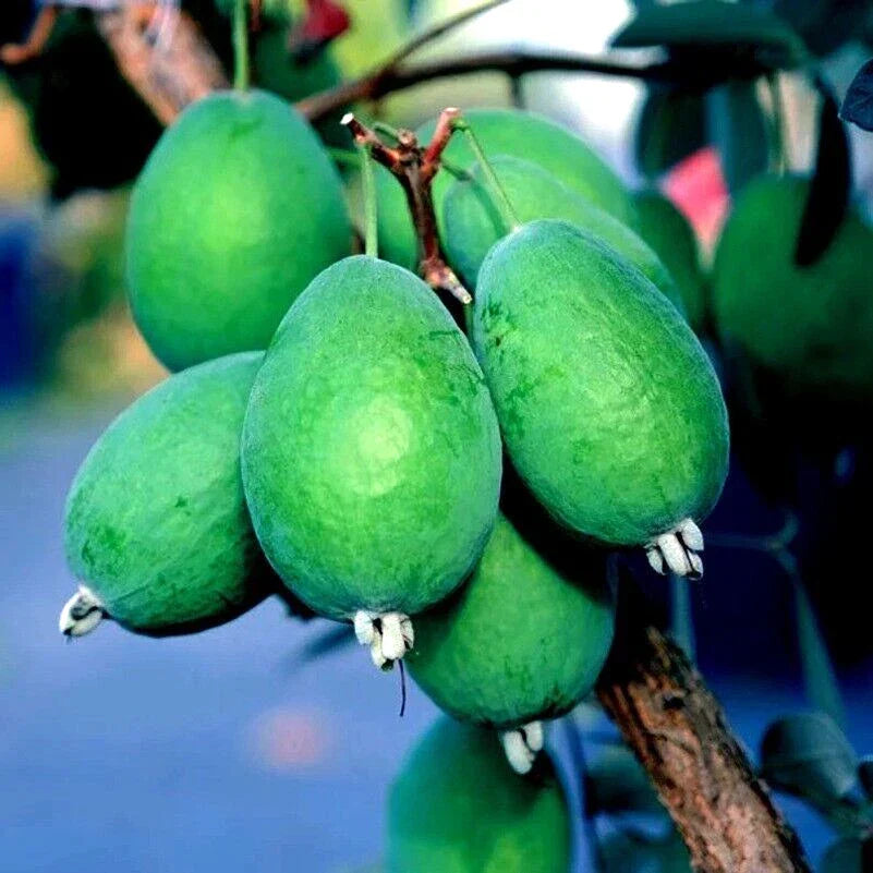 Pineapple Guava Tree Seeds - 20 Pack - Tropical Fruit Plant - Feijoa sellowiana - Evergreen Shrub or Small Tree