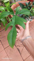 Philodendron Florida Beauty Plant - Rooted Variegated Houseplant in 4-Inch Pot - Tropical Indoor Foliage - Philodendron 'Florida Beauty'