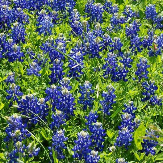 Texas Bluebonnet Wildflower Seeds - Lupinus texensis - Heirloom Non-GMO - 50 Seeds for Sun & Partial Shade Gardens