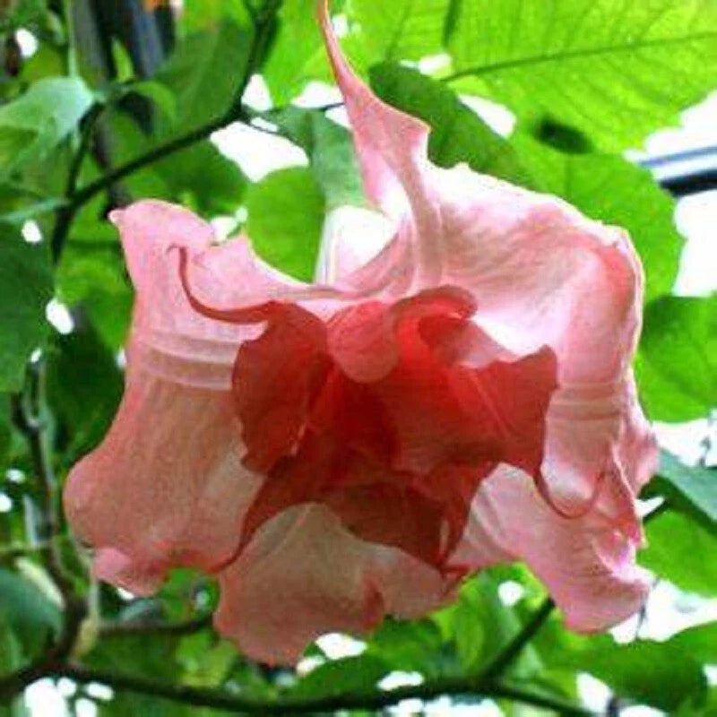 10 Strawberry Milk Angel Trumpet Seeds – Brugmansia Datura Pink Flower Seeds for Garden Planting, Summer Blooming, 10 Pack