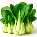 Pak Choi Seeds 1200+ Heirloom Chinese White Cabbage Microgreens Brassica rapa var. chinensis