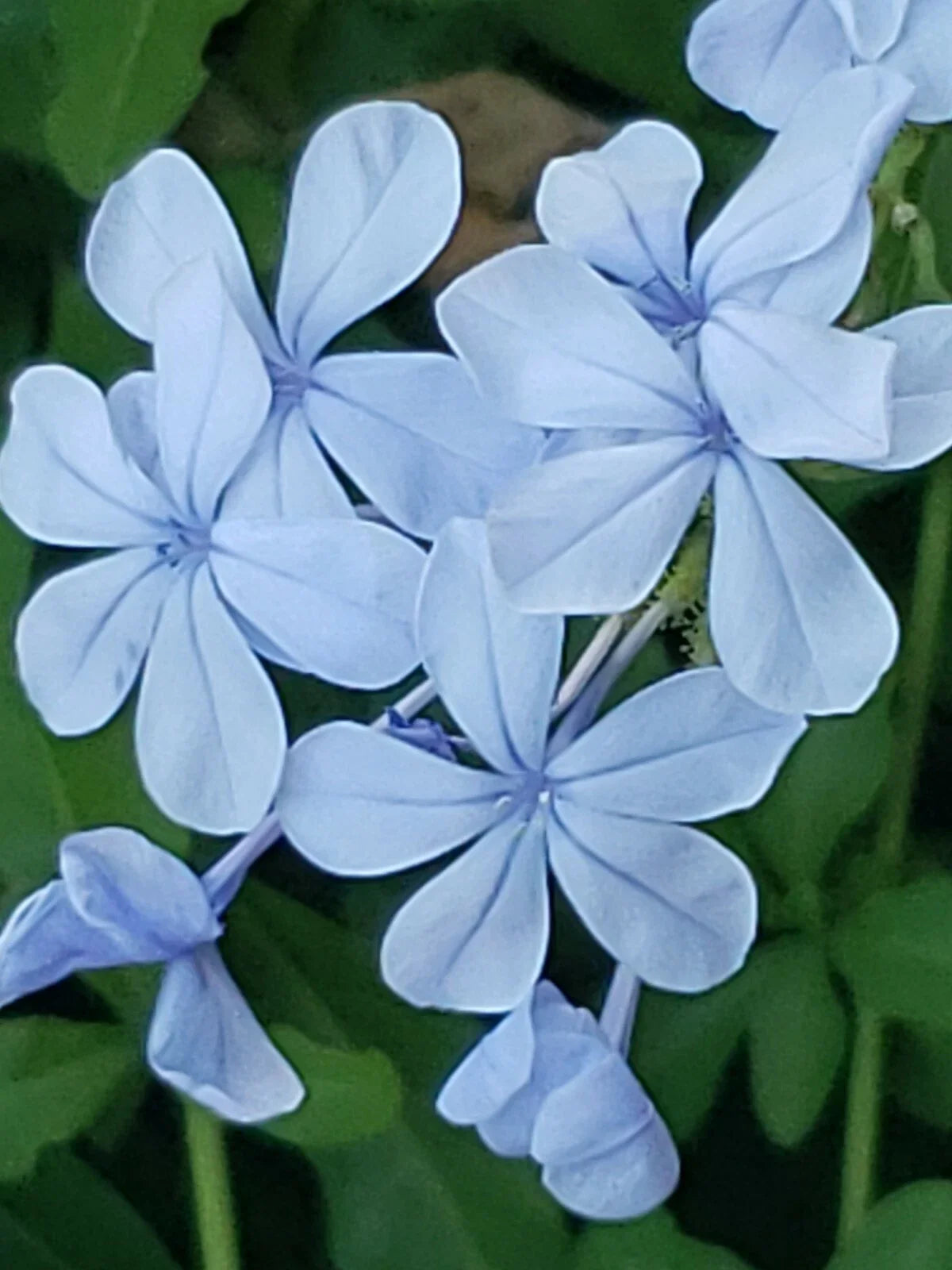 Cape Plumbago Seeds - Imperial Blue Flowering Plant - 30+ Seeds - Plumbago auriculata - Butterfly Attracting, Drought Tolerant