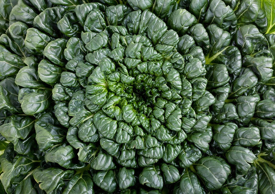 Tatsoi Seeds Pack – Asian Mustard Green Brassica rapa subsp. narinosa for Salad, Stir-fry, High Vitamin Nutrition