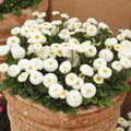 White English Daisy Seeds - 200+ Packets - Bellis perennis Perennial for Garden Beds & Borders