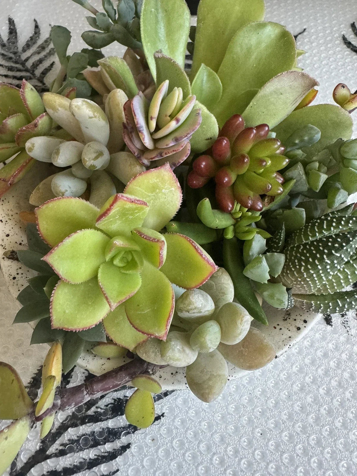 10 Assorted Succulent Cuttings for Dish Gardens and Terrariums