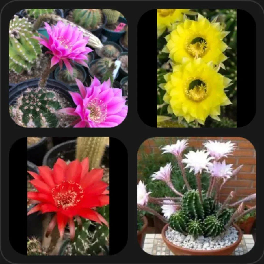 Echinopsis oxygona Easter Lily Pups - 1" Rooted Succulent Plants in Assorted Colors for Indoor & Outdoor Gardening