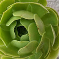 Aeonium arboreum Green Rose Potted 4" Succulent Indoor Plant for Garden Decor