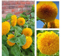 Dwarf Teddy Bear Sunflower Seeds - 30+ Non-GMO Heirloom Helianthus annuus for Small Gardens & Pots