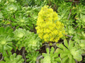 XXL Aeonium Arboreum Cuttings - Green Rose Succulent Plant for Propagation and Gardening