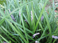 Liriope muscari Plants - 99 Count Perennial Border Grass for Shade & Sun | Monkey Grass Ground Cover