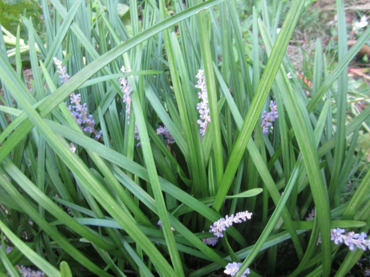Liriope muscari Plants - 99 Count Perennial Border Grass for Shade & Sun | Monkey Grass Ground Cover