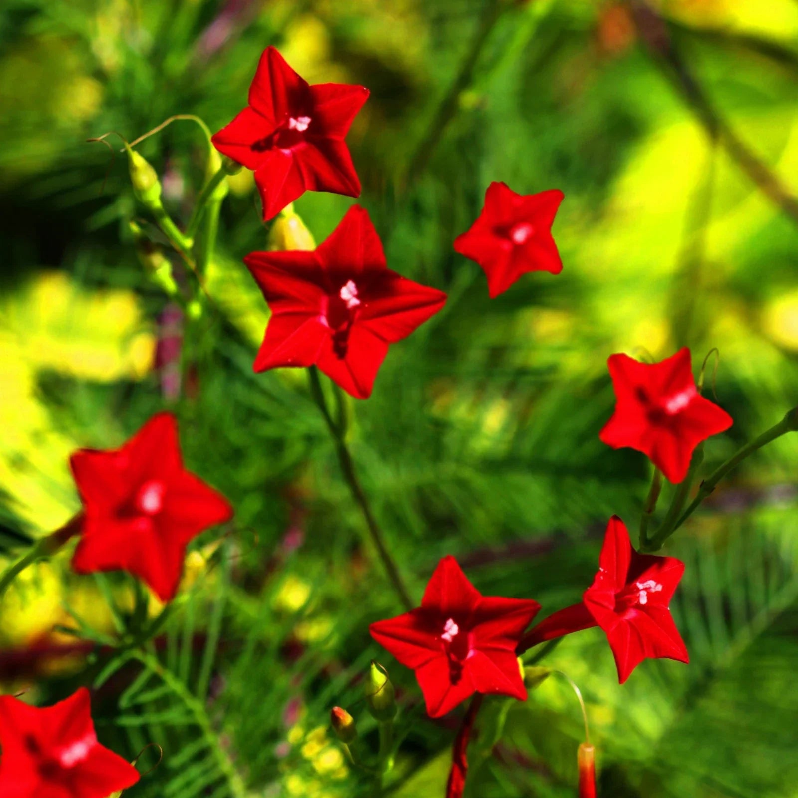Red Cypress Vine Seeds - Ipomoea Quamoclit Cardinal Climber, Fast-Growing Red Flowering Annual Vine for Trellises & Gardens