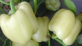 White Bell Pepper Seeds - Non-GMO Capsicum annuum Heirloom Variety for Home Gardening