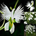 Radiata White Egret Orchid Seeds - 50 Pcs Japanese Dendrobium for Indoor & Outdoor Gardening
