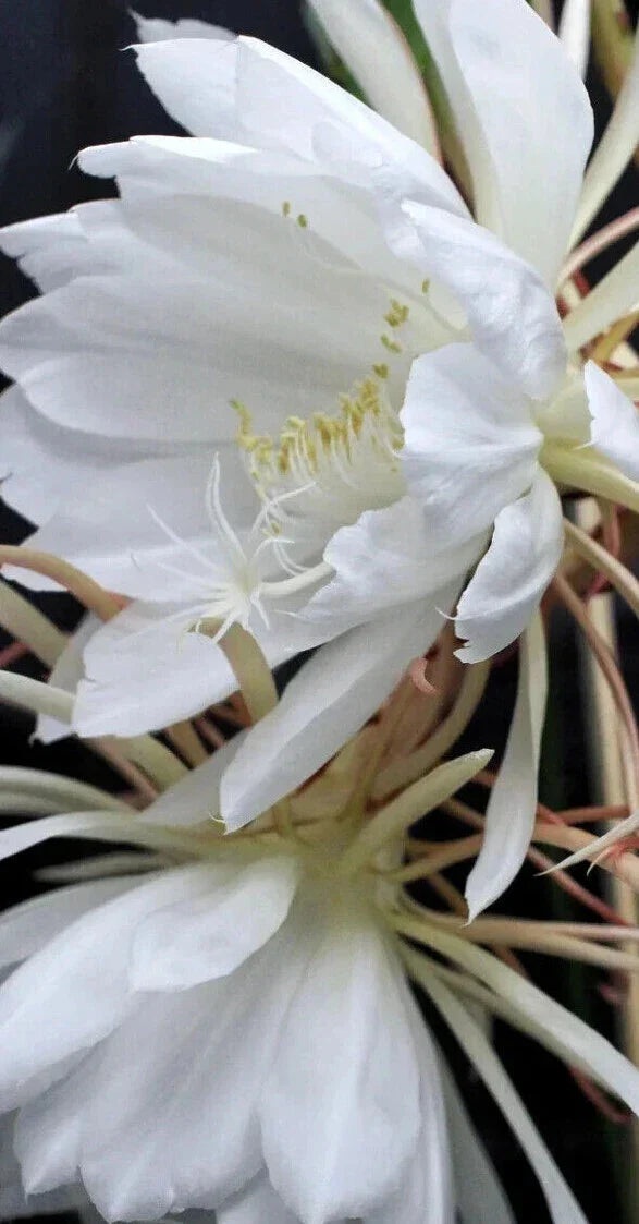 Epiphyllum Oxypetalum Plant - Queen of the Night - Blooming Cereus Cactus Succulent - Indoor Outdoor Greenery - Starter Plant