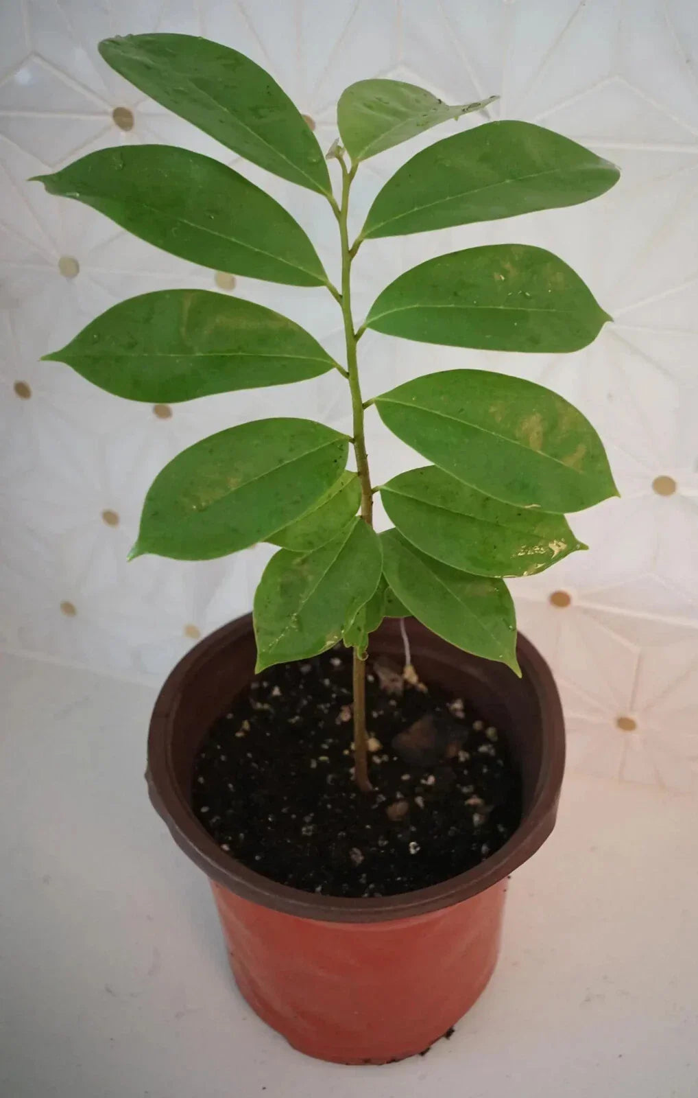Soursop Tree in 5" Pot, Annona muricata, Tropical Fruit Tree for Patio or Indoor Gardening