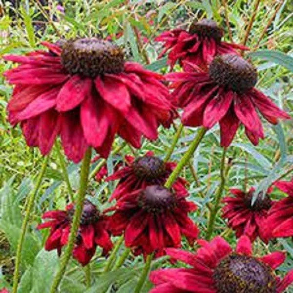 Cherry Brandy Coneflower Seeds - Echinacea Purpurea Perennial Flower Seeds for Garden, Pollinator Attracting, Drought Tolerant