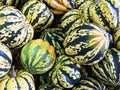 Carnival Squash Seeds - Pack of 25+ - Heirloom Cucurbita pepo Vining Vegetable for Garden Planting