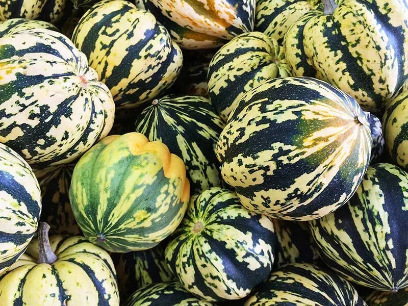 Carnival Squash Seeds - Pack of 25+ - Heirloom Cucurbita pepo Vining Vegetable for Garden Planting