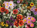 All Perennial Wildflower Seeds Pack - Native, Colorful, Easy to Grow Mix for Pollinators and Gardens