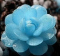Blue Flower Succulent Seeds - Rare 100PCs Pack for Indoor & Outdoor Gardening - Easy to Grow Succulent Varieties