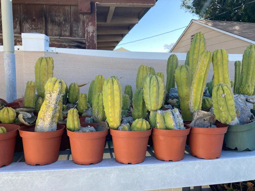 Echinopsis Cactus Rooted Starter Plant - Ornamental Desert Cactus - Echinopsis spp.