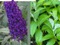 Buddleja davidii Dark Dynasty Butterfly Bush Live Plant - 1 Rooted Cutting, Pollinator Attracting, Drought Tolerant, Full Sun