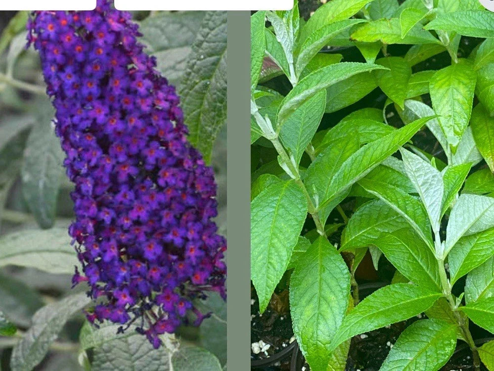 Buddleja davidii Dark Dynasty Butterfly Bush Live Plant - 1 Rooted Cutting, Pollinator Attracting, Drought Tolerant, Full Sun