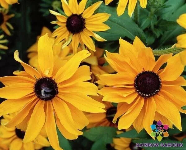 Marmalade Rudbeckia Seeds - 200+ Pack for Garden Planting - Rudbeckia hirta - Bright Orange-Yellow Blooms, Easy to Grow, USA Grown