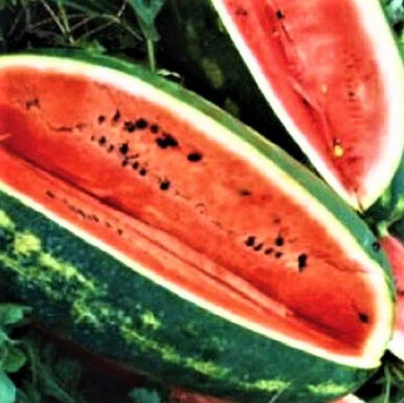 Congo Watermelon Seeds - 25 Non-GMO Citrullus lanatus Heirloom Vegetable Seeds for Home Garden