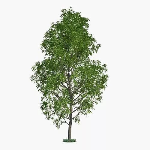 Hybrid Poplar Tree Cuttings - Fast Growing Privacy & Shade Trees - Populus deltoides x nigra