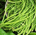 White Yard Long Bean Seeds – Asparagus Green Chinese Variety – Vigna unguiculata subsp. sesquipedalis, Heirloom Asian Seed