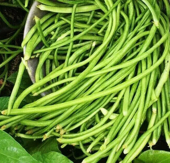 White Yard Long Bean Seeds – Asparagus Green Chinese Variety – Vigna unguiculata subsp. sesquipedalis, Heirloom Asian Seed