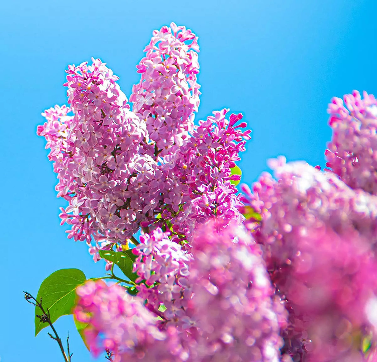 Early Pink Lilac Seeds - 100 Count for Planting, Syringa vulgaris, Pink Blooms, Fragrant, Easy Grow, Garden Seeds