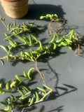 String of Bananas Cuttings - 3 pcs Senecio radicans - Easy Care Indoor Succulent