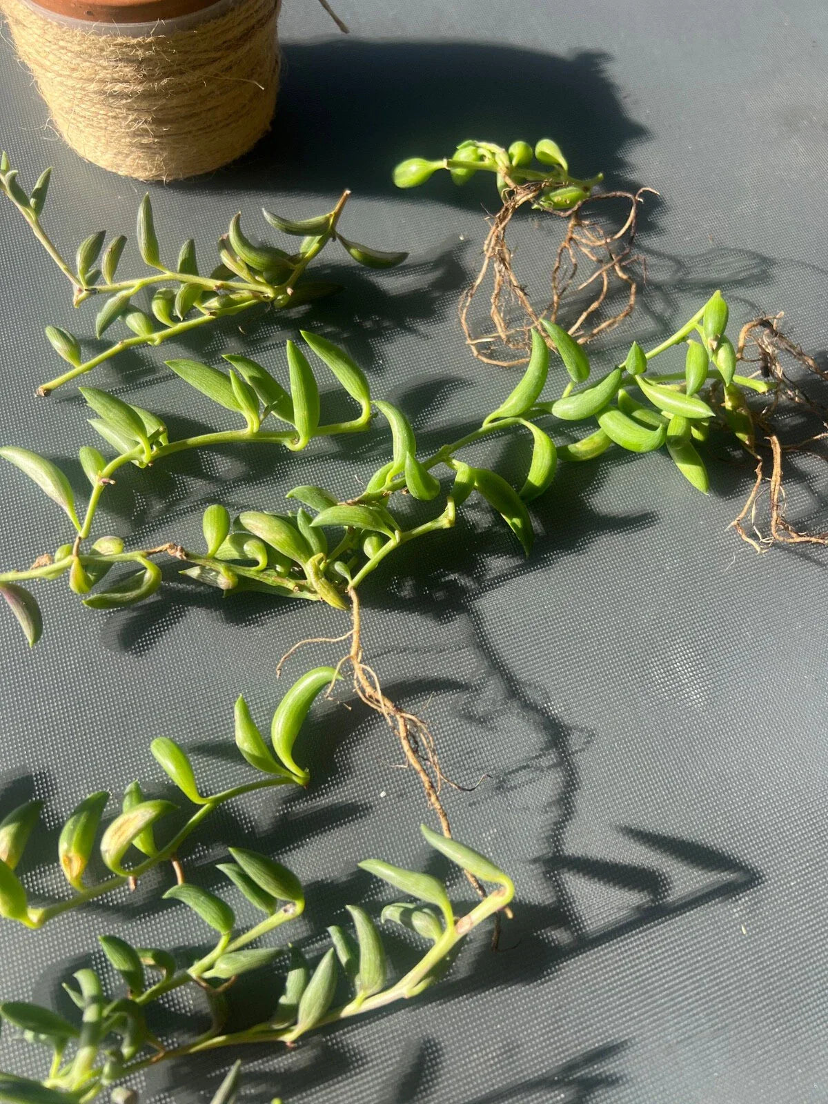 String of Bananas Cuttings - 3 pcs Senecio radicans - Easy Care Indoor Succulent